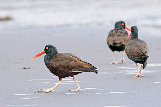 A black oyster catcher walks in the sand on the shoreline at 2nd beach in La Push, Washington.