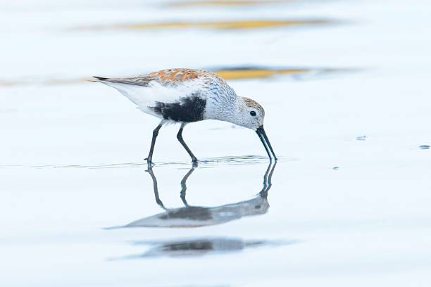 istock Dunlin bird searching for food in the sand. 2216334749