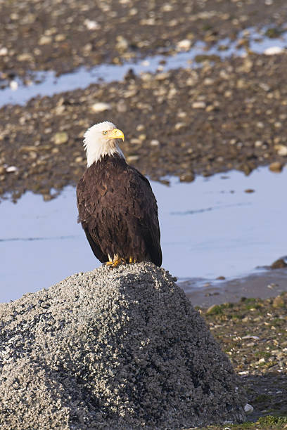 istock Portraiture of perched bald eagle. 2216334772