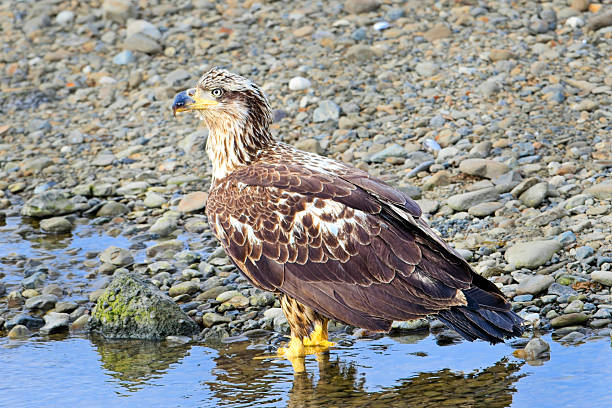 istock Close up of immature bald eagle. 2216334776