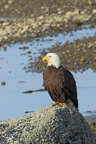 istock Adult bald eagle standing on a large rock. 2216334788