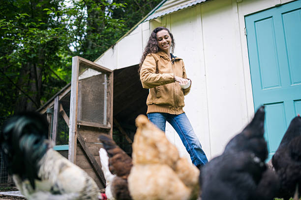 A multiracial woman feeds her chickens outside, letting them free range for a bit from out of the coop.