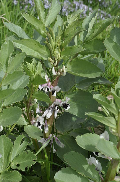 istock broad beans in bloom in a garden 2216337311