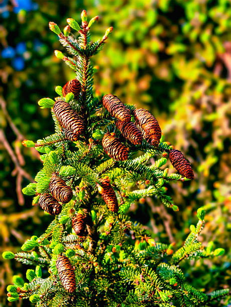 istock Close-up of a conifer tree displaying numerous pine cones against a soft green background, capturing the essence of nature, ideal for botanical projects and environmental themes. Vertical photography 2216337540