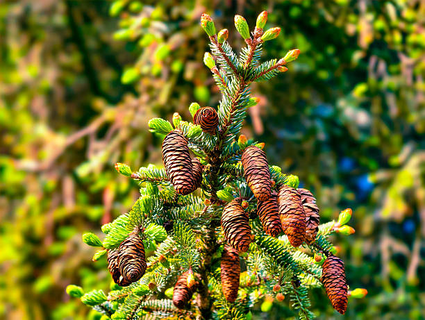High-resolution close-up of a conifer tree displaying numerous pine cones against a soft green background, capturing the essence of nature, ideal for botanical projects and environmental themes