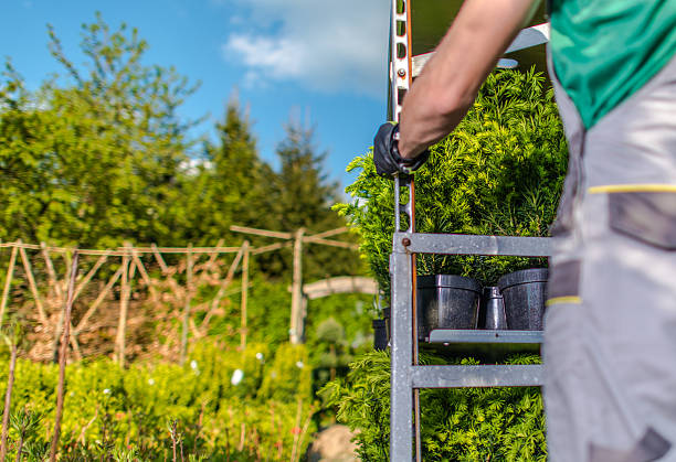 istock Gardener Transporting Potted Plants at a Vibrant Nursery on a Sunny Afternoon 2216337585