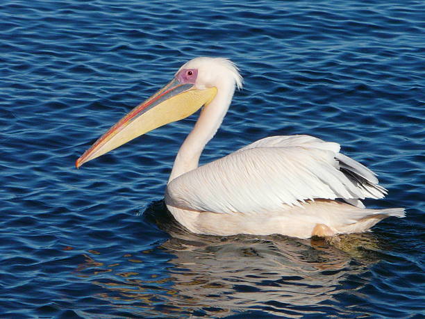 istock White Pelican Swimming Serenely on a Calm Blue Water Surface 2216340189