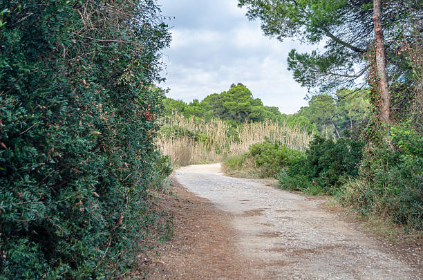 Path in the pine forest near the sea in the Albufera Natural Park, Valencia, Spain