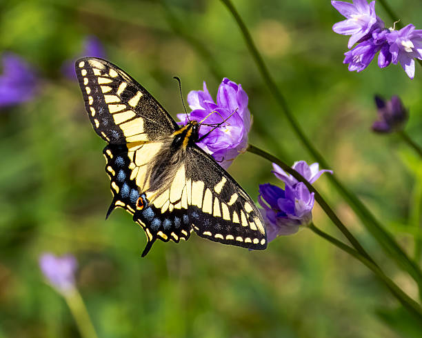 A western tiger swallowtail butterfly at Sierra Azul Open Space Preserve near San Jose, California.