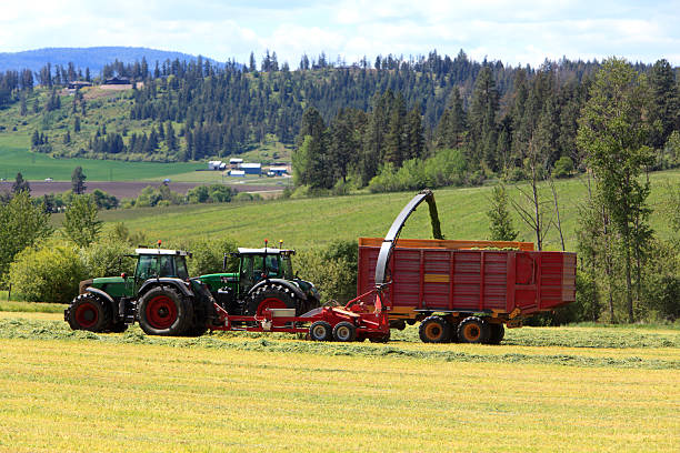 North Okanagan . Vernon/ Enderby.  Grass or other green fodder is being cut and collected to feed domestic animals.