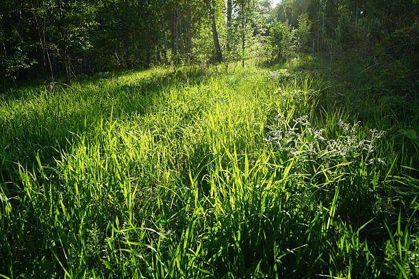 Trees and green grass, herbaceous plants. Beautiful nature background. Sun rays morning shadows summer. Forest glade. Outdoors environment eco ecology concept. Design.