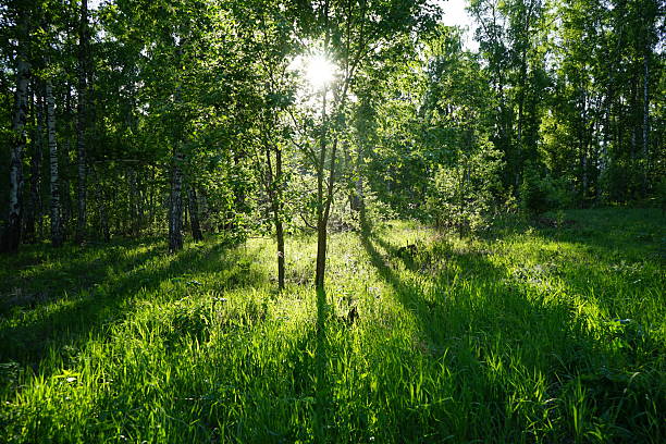 Birch trees. Green grass, herbaceous plants. Beautiful nature background. Sun morning shadows. Forest glade. Outdoors environment eco ecology concept.