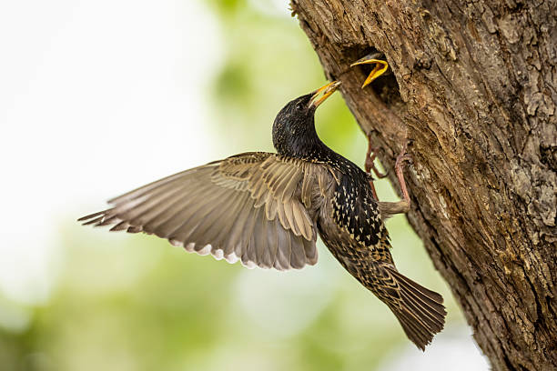 istock Common starling feeding her young in nesting cavity but still flapping by wings. 2216346815