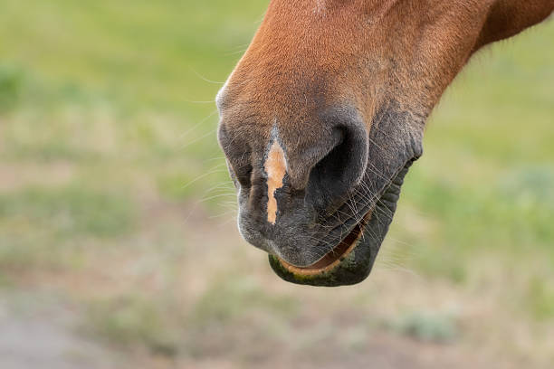 istock Horse nose and lips close up with dappled markings. 2216346960