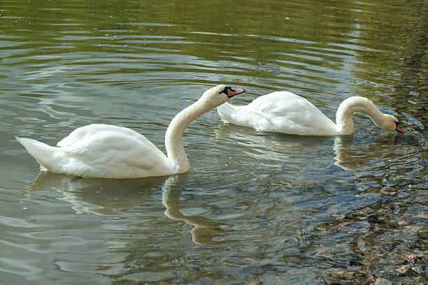 istock Swans gracefully foraging in the shallow lake waters during spring. Feeding on bottom-dwelling creatures. Elegant swans diving for food. 2216347791