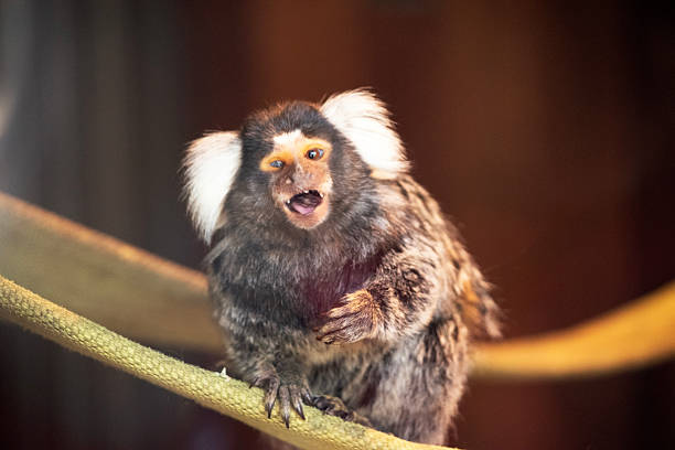 the marmoset is a small monkey with white hair out the side of its ears