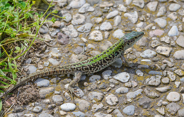 istock Field lizard (Podarcis siculus),Tuscany, Italy 2216351523