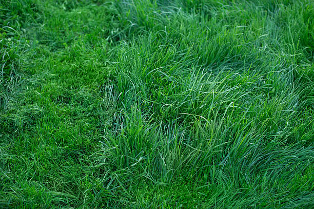 istock Green grass as a background. The lawn is partially mowed. 2216352028