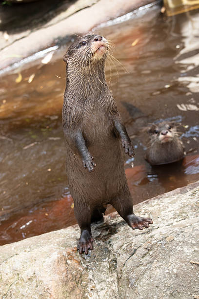 Asian small clawed otters are small, with short ears and noses, elongated bodies, long tails, and soft, dense fur.