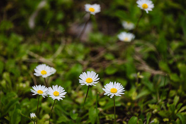 A detailed closeup view of blooming white daisies with bright yellow centers surrounded by lush green grass. The vibrant flowers and rich foliage convey a cheerful, fresh springtime atmosphere in a natural setting.