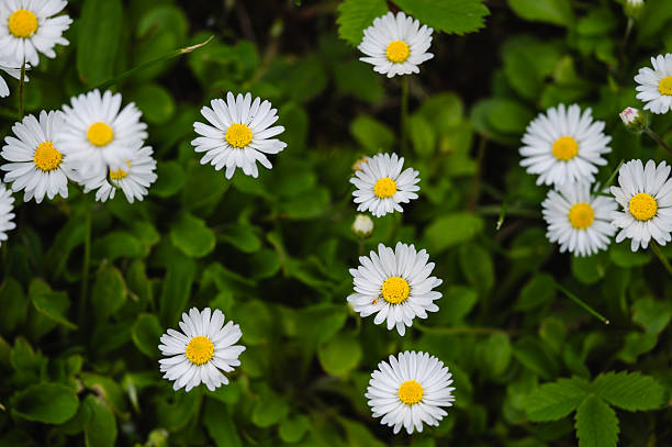 A detailed closeup view of blooming white daisies with bright yellow centers surrounded by lush green grass. The vibrant flowers and rich foliage convey a cheerful, fresh springtime atmosphere in a natural setting.