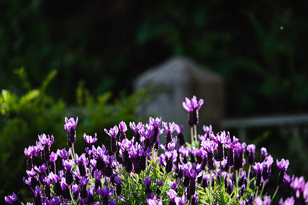 istock Blooming lavender flowers in spring sunlight 2216353573