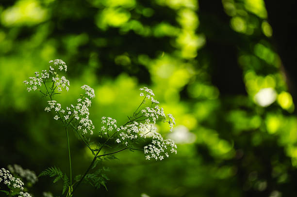A single stalk of tiny white wildflowers rises from lush green foliage, standing out against a softly blurred forest background. The fine details and contrast evoke a sense of fragility and natural elegance within a peaceful woodland setting.