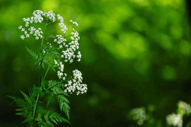 A single stalk of tiny white wildflowers rises from lush green foliage, standing out against a softly blurred forest background. The fine details and contrast evoke a sense of fragility and natural elegance within a peaceful woodland setting.