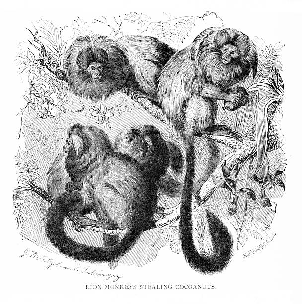 Maned Marmosets or Lion Tamarins , in its natural habitat in Brazil. Illustration published 1887. Original edition is from my own archives. Copyright has expired and is in Public Domain.