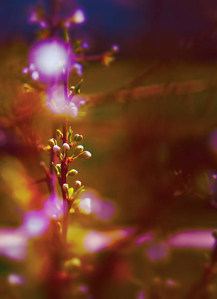 Blurred blossom blooming on trees in springtime. Apple tree flowers blooming. Blurred with sun rays, spring tree blossom flowers with green leaves. Atmospheric mood