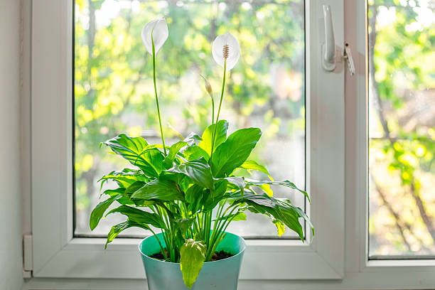 istock Spathiphyllum flower with white flowers in bloom on a windowsill with bright light from the window 2216361606
