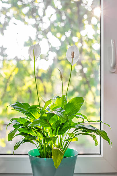 istock Spathiphyllum flower with white flowers in bloom on a windowsill with bright light from the window 2216361609