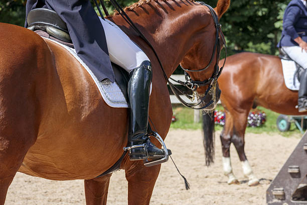 istock .a horse's head with a white stripe on its forehead and dark eyes facing sideways. 2216361721