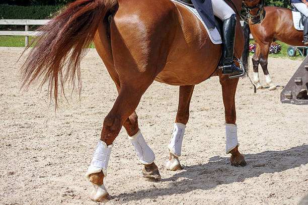 istock .brown horse with rider. 2216361728