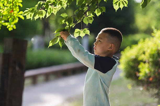 Toddler boy is smelling little tree branch with white small blossoms in a park. Kid is holding blooming tree branch in hand. Child is sniffing spring concept.