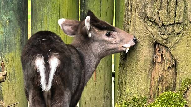 istock A Young Deer Engaging and Interacting Playfully with Tree Bark in Its Natural Habitat 2216365786