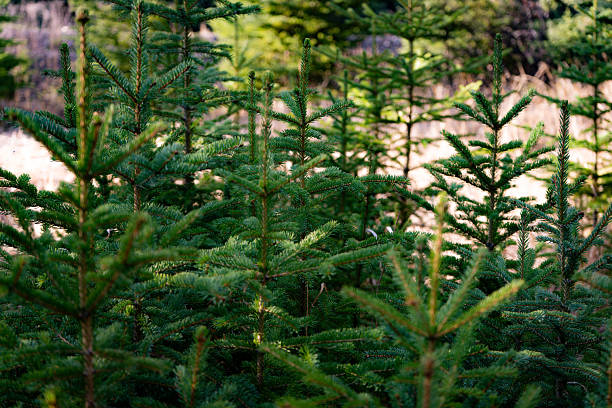 istock Young pine trees growing at the forest - Stock photography 2216366194