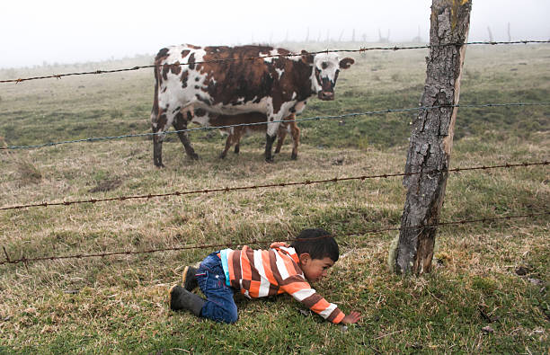 A small boy crawls on the ground under a barbed wire fence, curious to observe a cow and her calf up close. The scene takes place in a fog-shrouded rural landscape, conveying an intimate connection to nature, free childhood and country life.