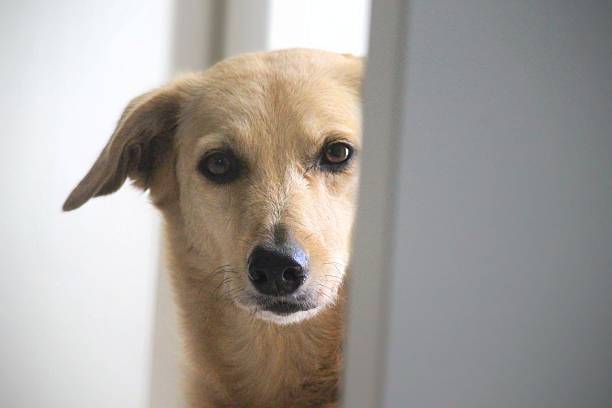 istock Adopted mixed breed dog looking at the camera 2216366727