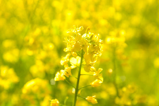 Sunset in a canola field in rural Alberta, Canada