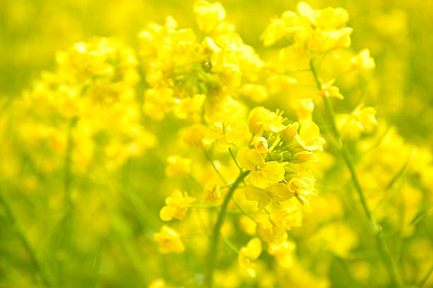 beautiful landscape with canola field under blue skysee my