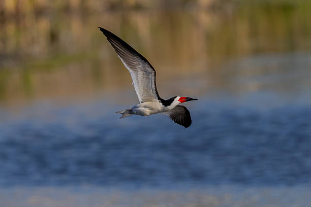 istock Black skimmer flying in beautiful light, seen in a North California marsh 2216367002