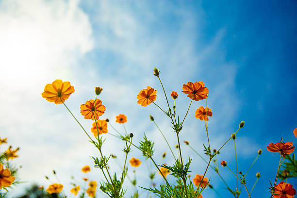 istock Yellow cosmos flower. Yellow flower under blue sky 2216367444
