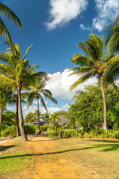 istock Palm-lined path leading to thatched buildings 2216369177