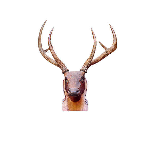 Stags thrash about in the foliage and adorn their antlers with grass and bracken, anything to make themselves look bigger and more dominant