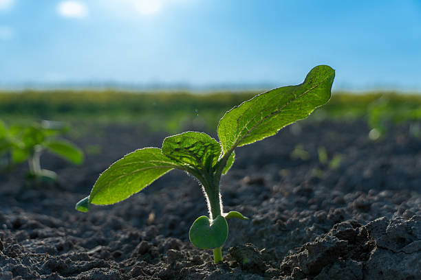 istock A young soy plant is sprouting from dark soil, basking in sunlight with a clear blue sky above. Surrounding fields show signs of lush growth in the background 2216370823