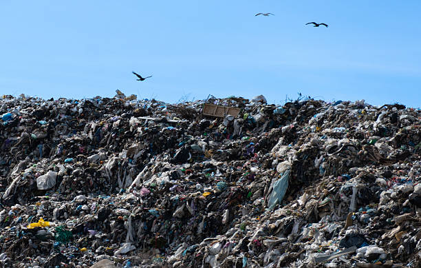 istock Overwhelming Wastefulness with Birds Soaring Over a Landfill 2216370844