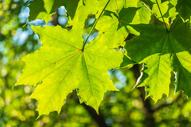 Fresh green of maple leaf. Green leaves in sunlight against a blue sky.