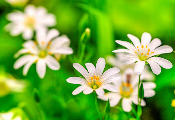 Beautiful fresh spring flowers on green meadow close up view