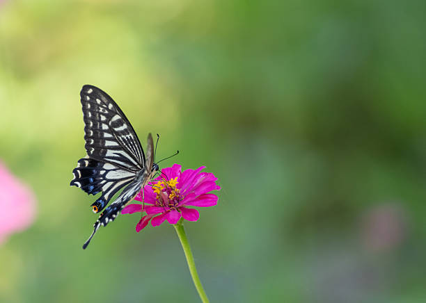 Closeup of a zebra swallowtail butterfly pollinating flowers in Pennsylvania